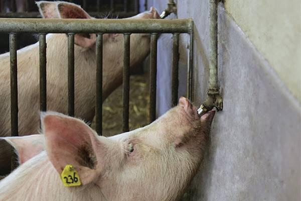 Management of nipple drinkers for pigs