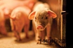 growth performance in weanling pigs
