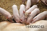 sow litter size
