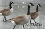 wild geese avian flu