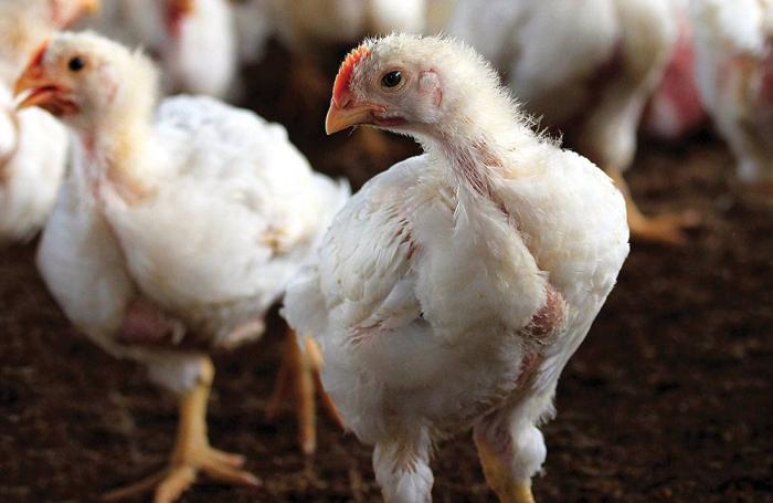 6 myths about poultry production | WATTAgNet | WATTPoultry