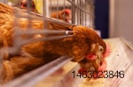 chickens-feeding.jpg