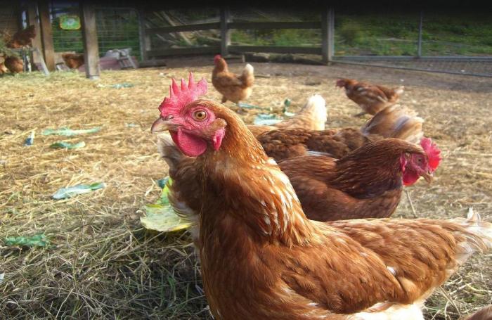hens-in-chicken-coop.jpg