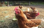 hens-in-chicken-coop.jpg