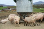 pigs eating food from silo