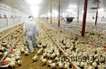 poultry-farm-and-veterinarian