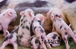 sow feeding piglets
