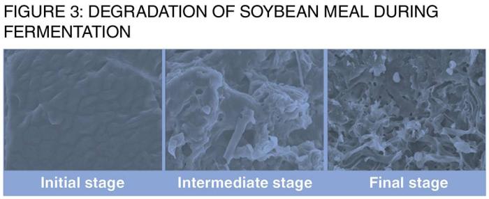 soybean meal during fermentation
