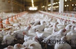 white-broiler-chickens-in-house