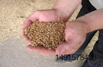 wheat-grain-in-hands.jpg