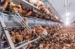cage-free-layer-pullets-1512EIuscagefree.jpg