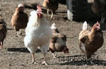 chickens-yard.jpg