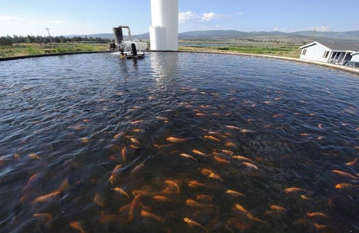 fish-farm-tilapia-pool