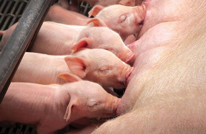 piglets benefit from trace minerals