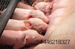 piglets benefit from trace minerals