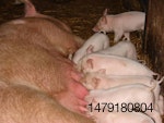 piglets suckling a sow