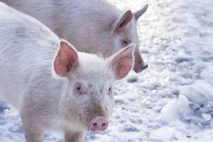 pigs in snow 1511