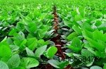 soybean-plant-in-field.jpg