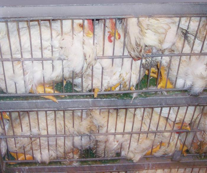 Caged-broilers-1602PIpoultryprocessing1.jpg