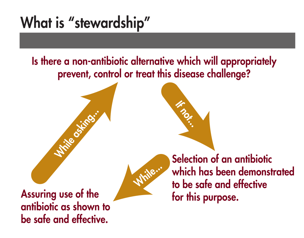 Stewardship-in-antibiotics-in-animals