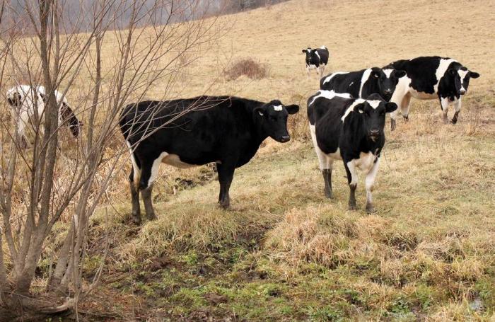 cattle-in-field.jpg