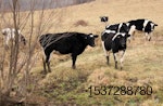 cattle-in-field.jpg