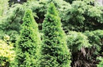 coniferous trees functional fiber