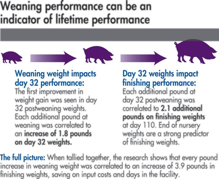 pig gut weaning health study