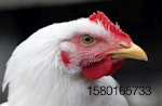 white-broiler-chicken