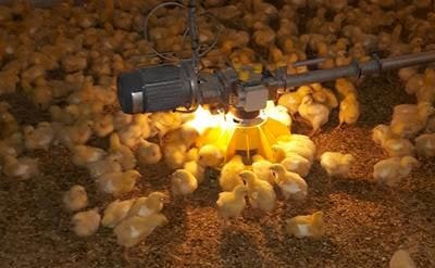 Roxell Luz LED para la unidad de control de los sistemas de alimentación de pollos de engorde.
