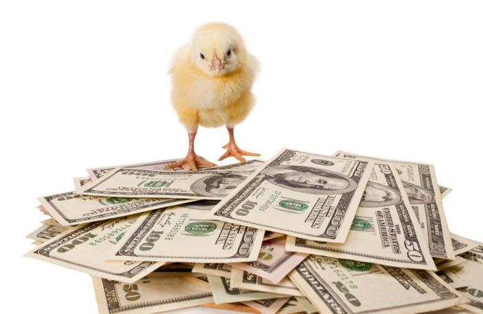 chick-on-money