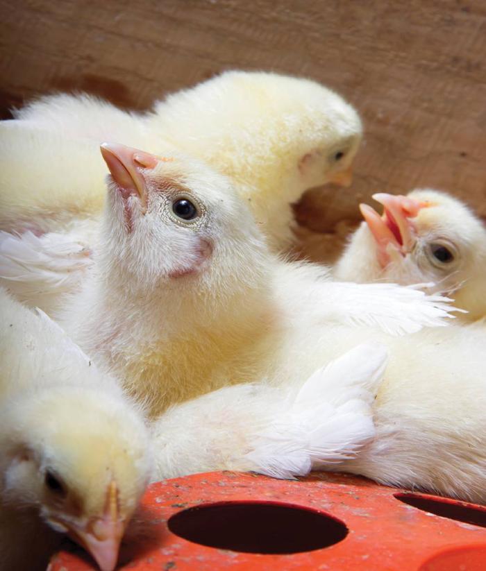 chicks-1603PIpoultrynutiont1.jpg
