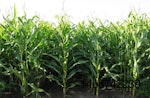 corn-rows.jpg