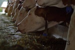 cows eating feed