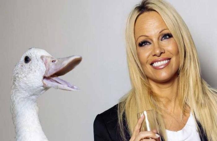 pam-anderson-with-bird