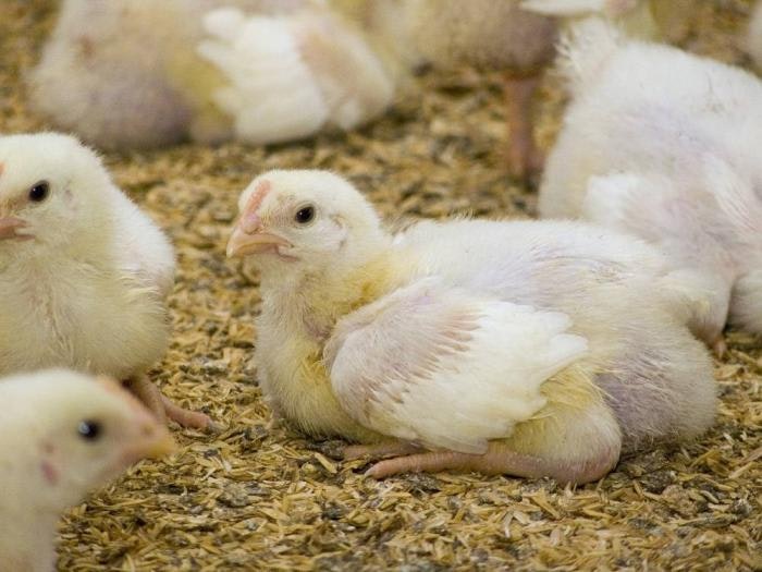 Are fast-growing chickens the next animal welfare focus? | WATTAgNet |  WATTPoultry