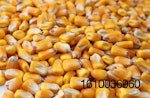 shelled-corn.jpg