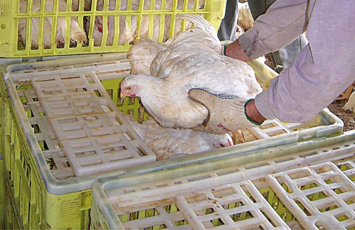 Catching-broilers-1604PIpoultryprocssing2.jpg
