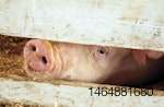 antibiotic-reductions-in-swine-production