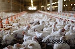 broiler-chickens-in-house