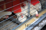 cage-produced-eggs-1603EIedit.jpg