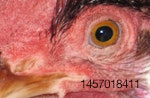 chicken-eye.jpg