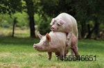 mating pigs in pasture