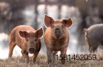 young pigs in pasture