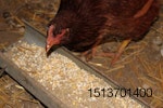 Brown hen eating corn