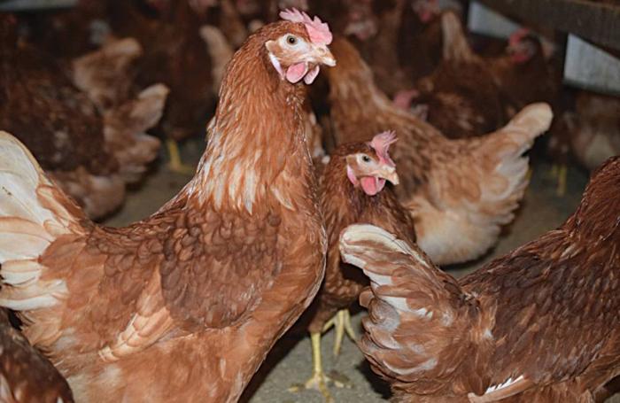 Gemperle-cage-free-hens.jpg