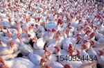 turkeys avian influenza
