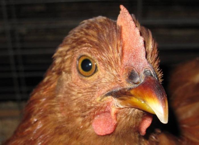Una gallina roja "rhode island."