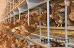 perching-floor-level-cage-free-brown-hens.jpg
