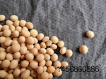 soybean origins
